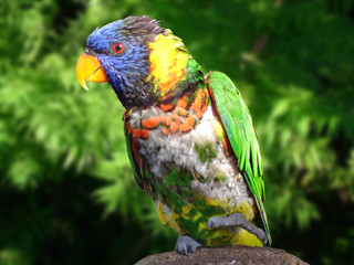 colorful parrot