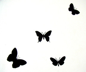 papillon - obrazy, fototapety, plakaty