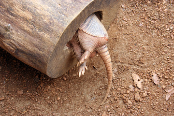 armadillo tail