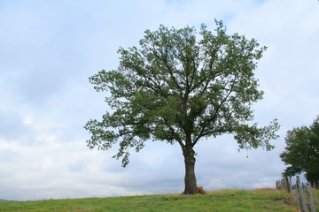 Fototapeta na wymiar arbre isolé