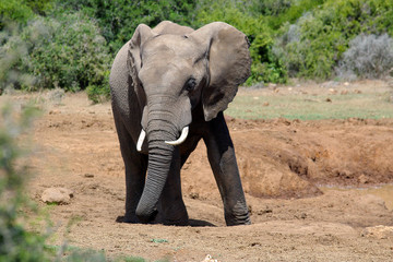 Fototapeta na wymiar elefant
