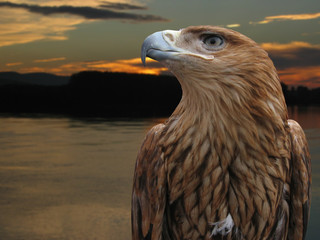 brown eagle