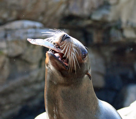 Fototapeta premium nice catch