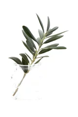 Papier Peint photo autocollant Olivier branche d& 39 olivier en verre