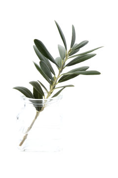 olive branch in glass
