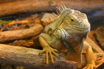 Fototapeta premium lizard