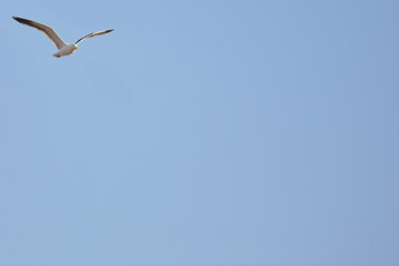 seagull #4