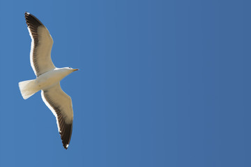 seagull #15
