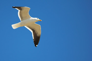 seagull #17