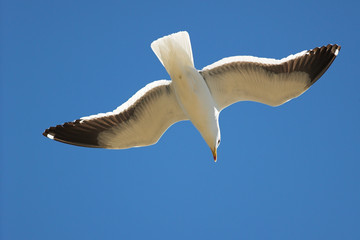 seagull #21