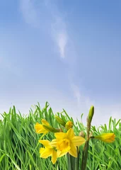 Crédence de cuisine en verre imprimé Narcisse daffodils
