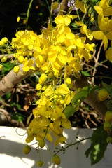 grappe de fleurs jaune