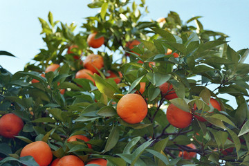 mandarines a seville