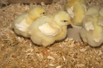 baby chicks