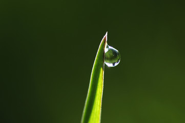 goutte