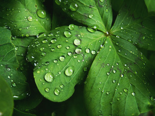 water on green leafs