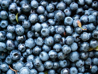 blueberries