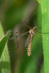 típula ( tipula maxima )