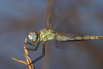 libélula ( sympetrum sp )