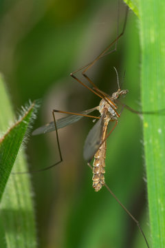 t&iacute;pula ( tipula maxima )