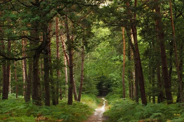 Gardinen Wald © Photofranck