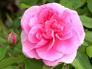 rosenblüte mit knospe