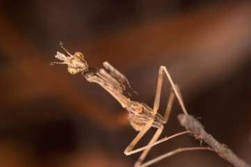 mantis (empusa pennata)