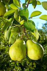 two pears - 2174595