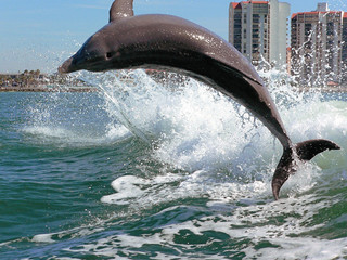 clearwater dolphin - obrazy, fototapety, plakaty