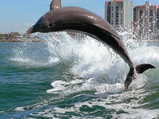 Abwaschbare Fototapete Delfin Klarwasserdelfin