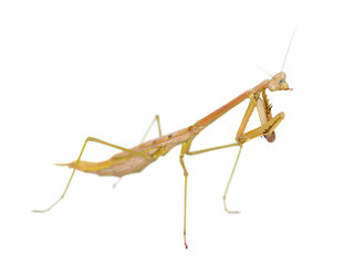 praying mantis