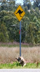 kangaroo warning