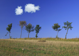 tree line with two cumulus clouds