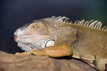 iguana