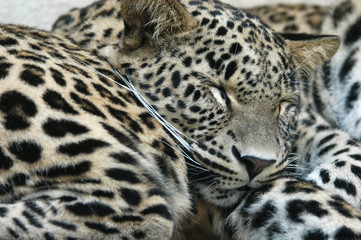Naklejka premium persian leopards
