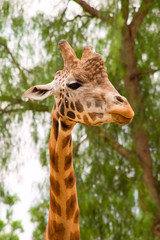 giraffe
