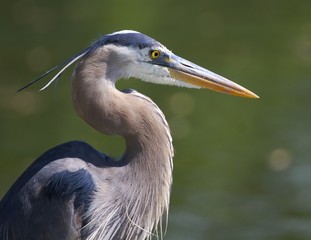 great blue heron