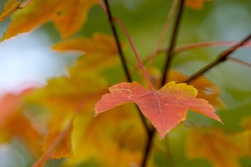 leaves of autumn