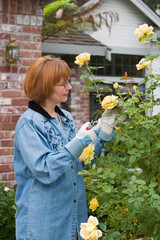 women cut roses in garden