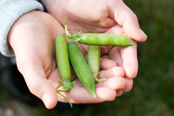 hands full of pea pods