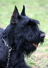 profil de schnauzer