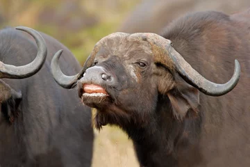 Foto op Canvas african buffalo © EcoView