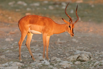 black-faced impala