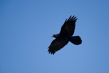 the crow