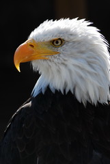 aigle pecheur