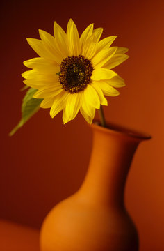 Sunflower In Vase