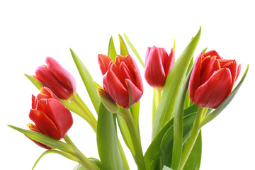 tulips