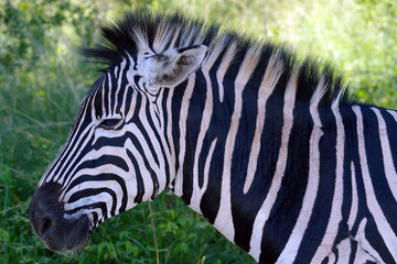 Fototapeta na wymiar zebra-portrait