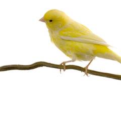 canaris malinois