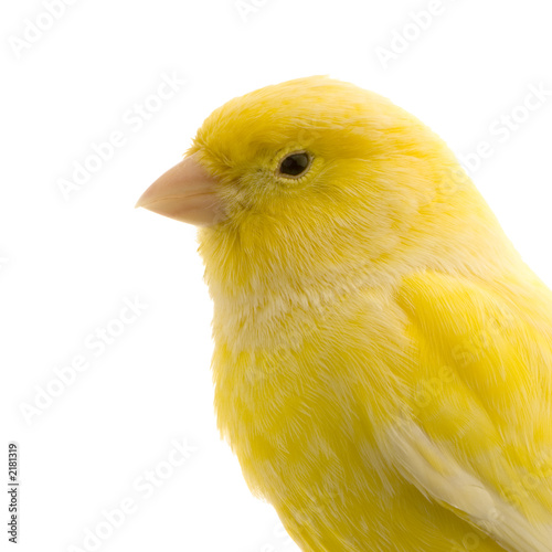 TÉLÉCHARGER CHANT CANARIS MALINOIS GRATUIT GRATUIT CHANT CANARIS MALINOIS GRATUIT GRATUIT